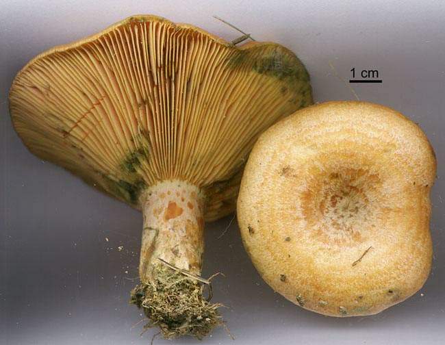 Lactarius deliciosus